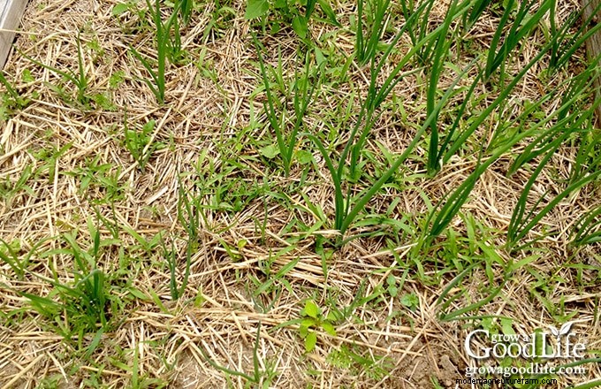 Comment les mauvaises herbes du jardin révèlent la santé de votre sol 