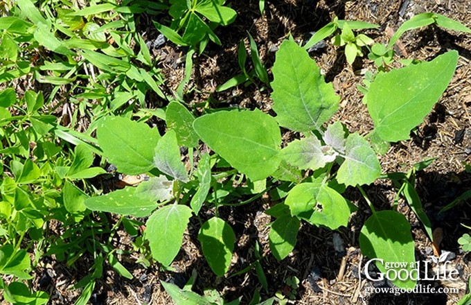 Comment les mauvaises herbes du jardin révèlent la santé de votre sol 