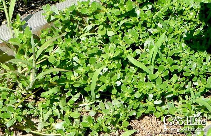 Comment les mauvaises herbes du jardin révèlent la santé de votre sol 