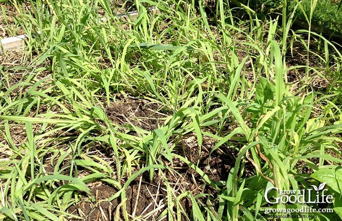 Comment les mauvaises herbes du jardin révèlent la santé de votre sol 
