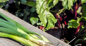 Kweek verse groene uien:de complete gids van de expert 