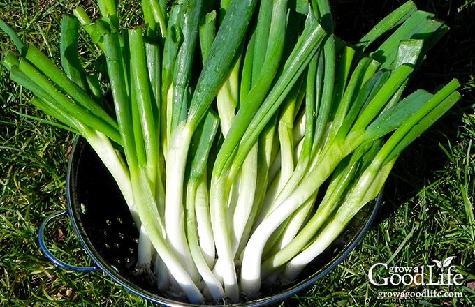 Cultivez des oignons verts frais :le guide complet de l expert 