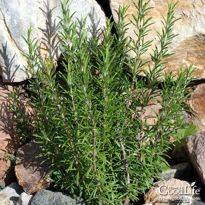 Comment faire pousser du romarin :guide expert sur la plantation, l entretien et la récolte 