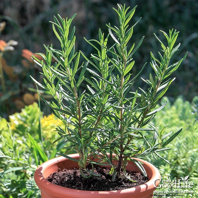Comment faire pousser du romarin :guide expert sur la plantation, l entretien et la récolte 