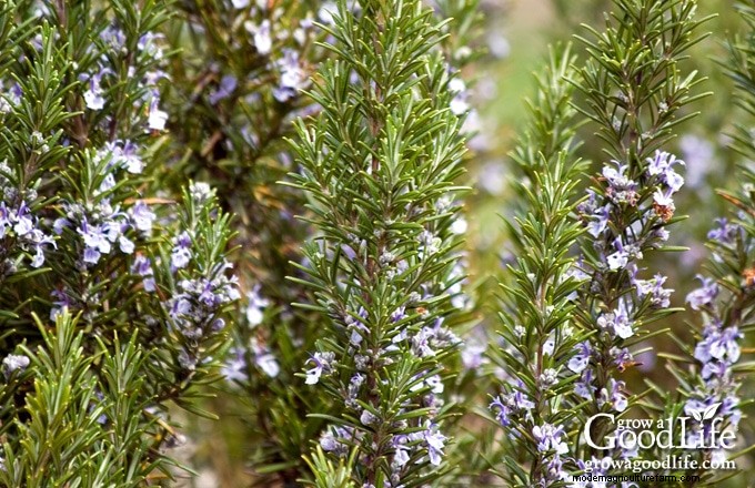 Comment faire pousser du romarin :guide expert sur la plantation, l entretien et la récolte 