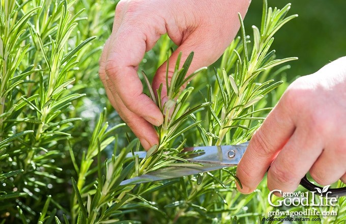 Comment faire pousser du romarin :guide expert sur la plantation, l entretien et la récolte 