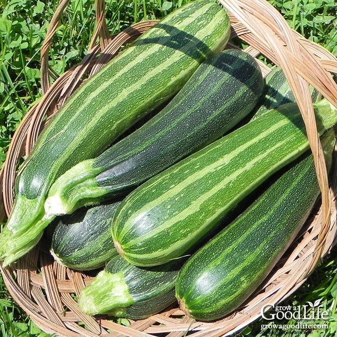 Le guide complet de la culture des courgettes :conseils d experts pour une récolte estivale abondante