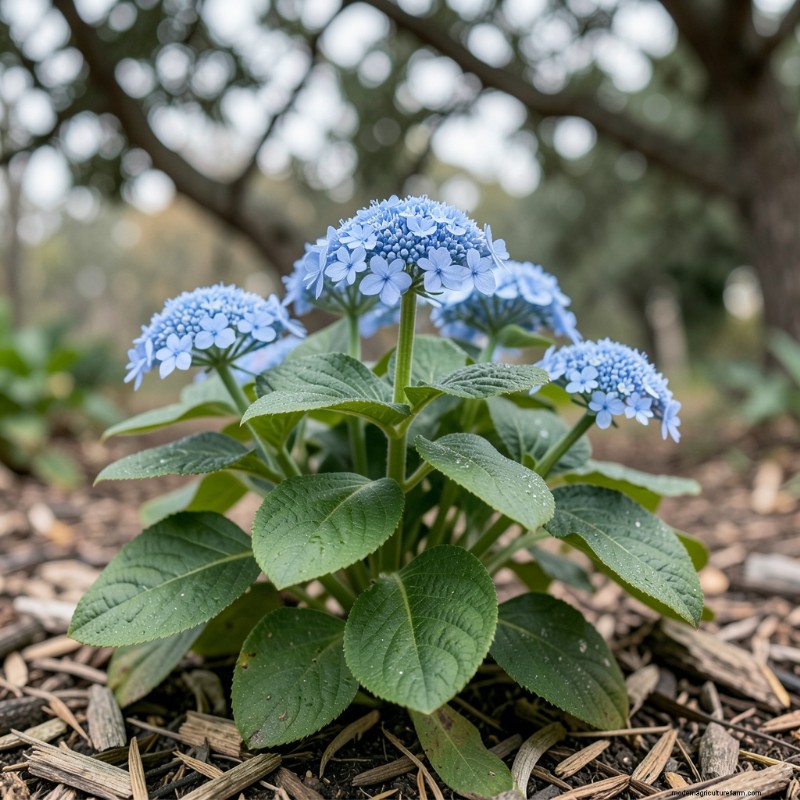 乾燥した日陰に適した丈夫な植物 10 選:メンテナンスの手間がかからない庭のアイデア 