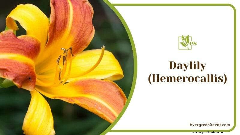12 plantes sensibles au soleil qui prospèrent avec la lumière du matin et l ombre de l après-midi