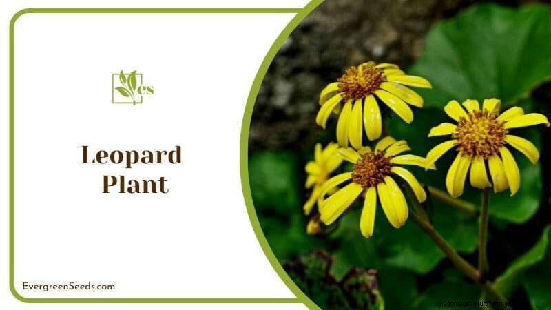 23 planten die gedijen in natte grond:deskundige gids voor waterdoordrenkte landschapsarchitectuur 