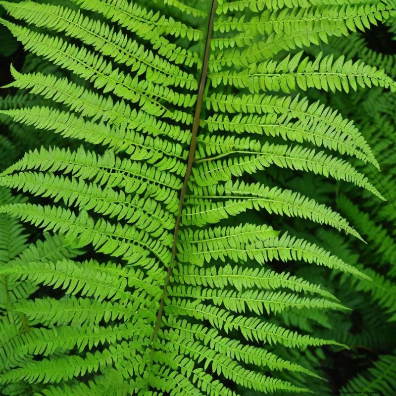 Optimale verlichting voor varens:hoe u uw plant kunt laten bloeien