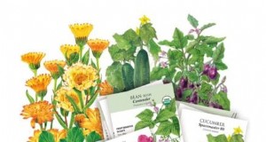 Cómo iniciar un huerto de alimentos de verano:desde la planificación hasta la cosecha 