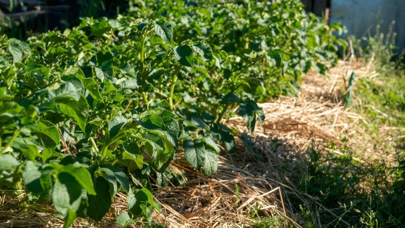 Hur man startar en sommarmatträdgård:från planering till skörd 