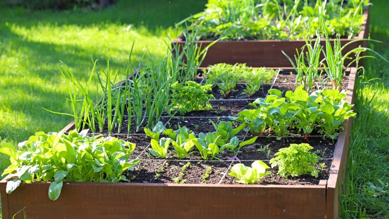 Hur man startar en sommarmatträdgård:från planering till skörd 
