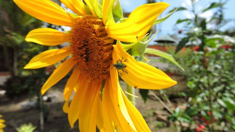 Expertguide för att odla höga solrosor i sommar 