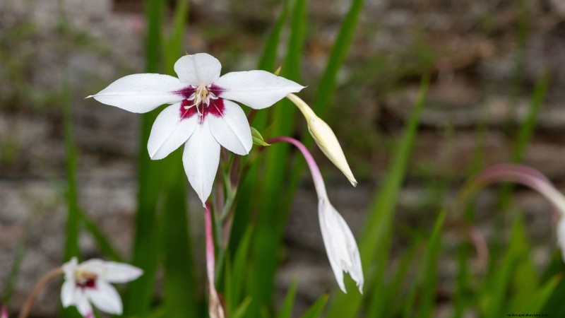 Plantera dessa 7 fantastiska sommarlökar i maj för en livlig trädgård 