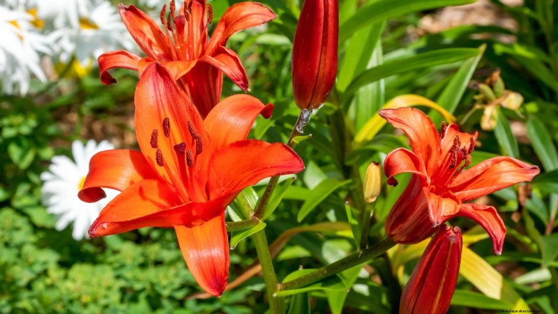 Plantera dessa 7 fantastiska sommarlökar i maj för en livlig trädgård 