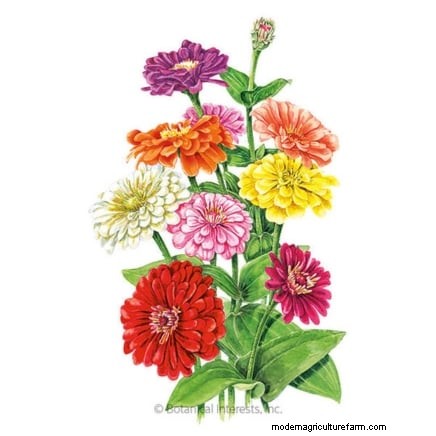 Comment garder vos parterres de fleurs en fleurs toute la saison grâce aux semis successifs 