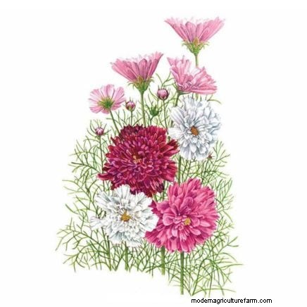 Comment garder vos parterres de fleurs en fleurs toute la saison grâce aux semis successifs 