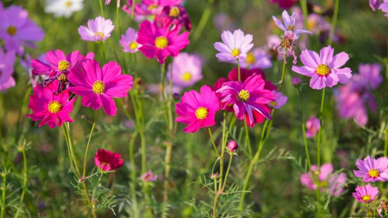 Comment garder vos parterres de fleurs en fleurs toute la saison grâce aux semis successifs 