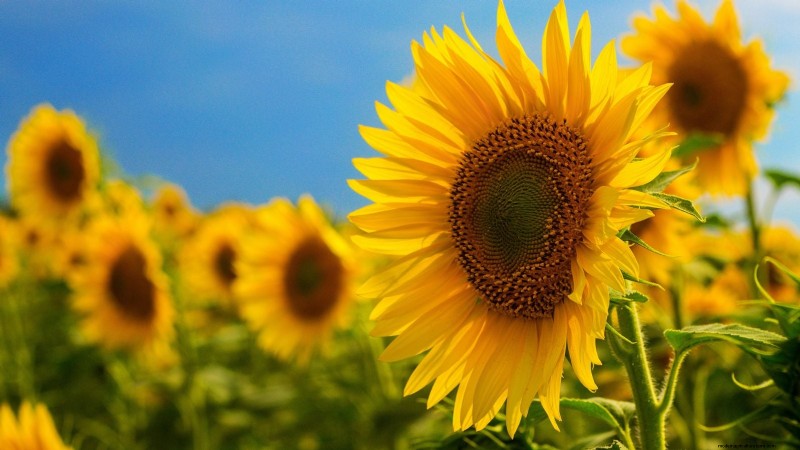 Comment garder vos parterres de fleurs en fleurs toute la saison grâce aux semis successifs 