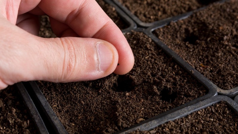 Comment garder vos parterres de fleurs en fleurs toute la saison grâce aux semis successifs 