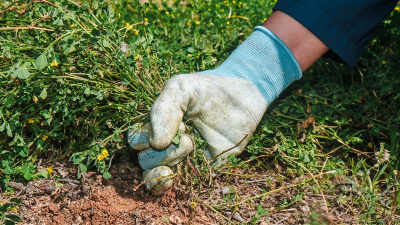 Comment garder vos parterres de fleurs en fleurs toute la saison grâce aux semis successifs 
