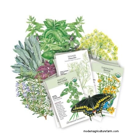 Créez le jardin d herbes aromatiques en pot idéal :un guide étape par étape 