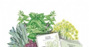 Cree el jardín de hierbas en macetas ideal:una guía paso a paso 