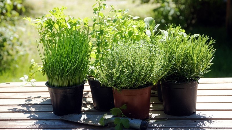 Créez le jardin d herbes aromatiques en pot idéal :un guide étape par étape 