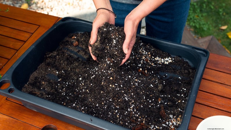 Créez le jardin d herbes aromatiques en pot idéal :un guide étape par étape 