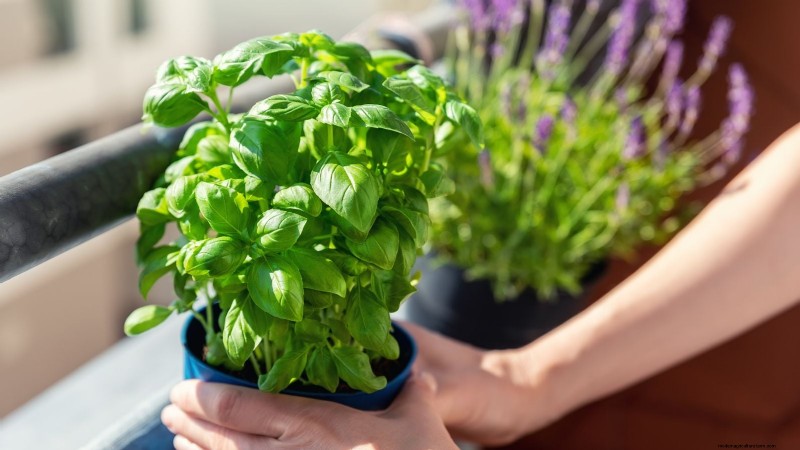 Créez le jardin d herbes aromatiques en pot idéal :un guide étape par étape 