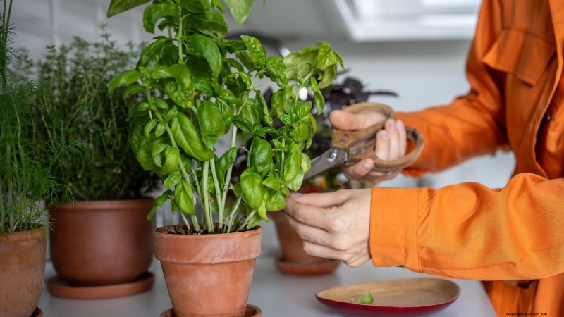 Créez le jardin d herbes aromatiques en pot idéal :un guide étape par étape 