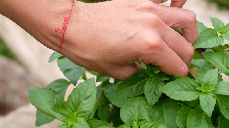 Créez le jardin d herbes aromatiques en pot idéal :un guide étape par étape 