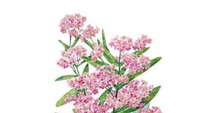 7 fiori rosa che prosperano all ombra 