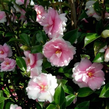 7 fleurs roses qui prospèrent à l’ombre 
