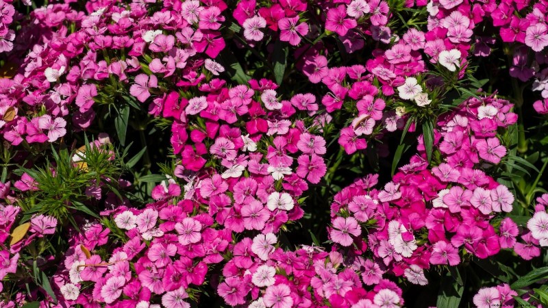 7 fleurs roses qui prospèrent à l’ombre 
