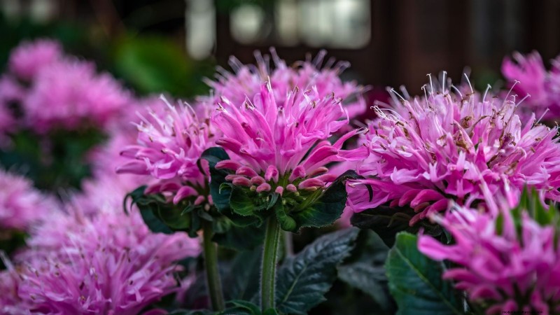 7 fleurs roses qui prospèrent à l’ombre 