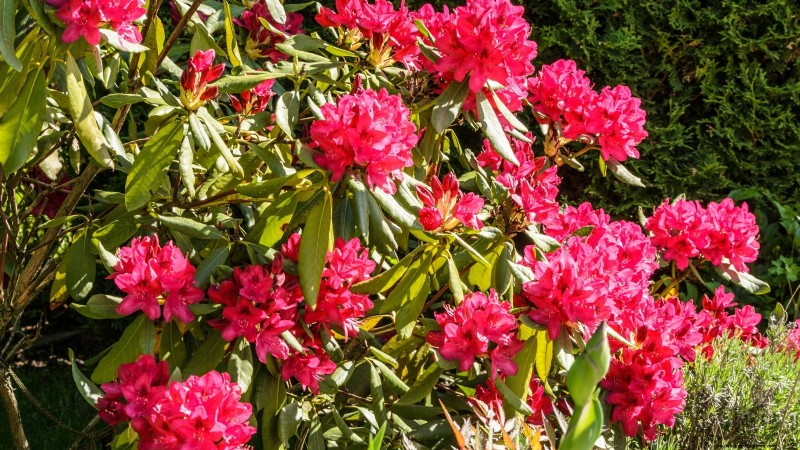 7 fleurs roses qui prospèrent à l’ombre 