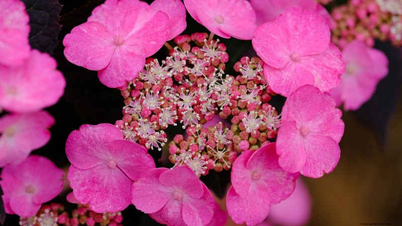 7 fleurs roses qui prospèrent à l’ombre 