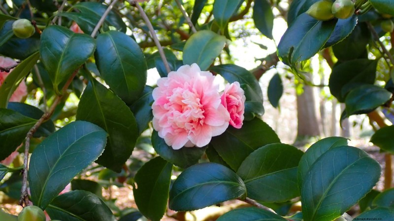 7 fleurs roses qui prospèrent à l’ombre 