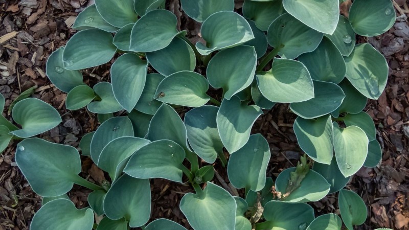 Top 7 des variétés d Hosta résistantes aux limaces pour protéger votre jardin printanier