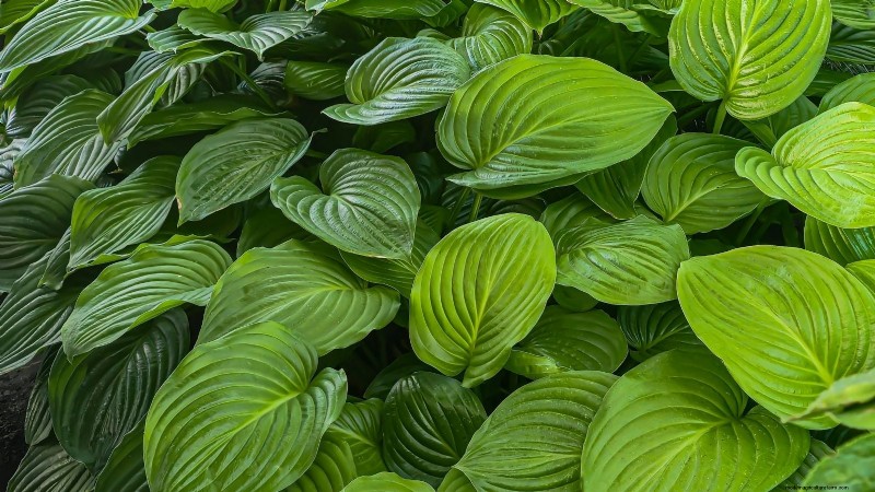 Top 7 des variétés d Hosta résistantes aux limaces pour protéger votre jardin printanier
