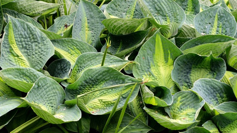 Top 7 des variétés d Hosta résistantes aux limaces pour protéger votre jardin printanier