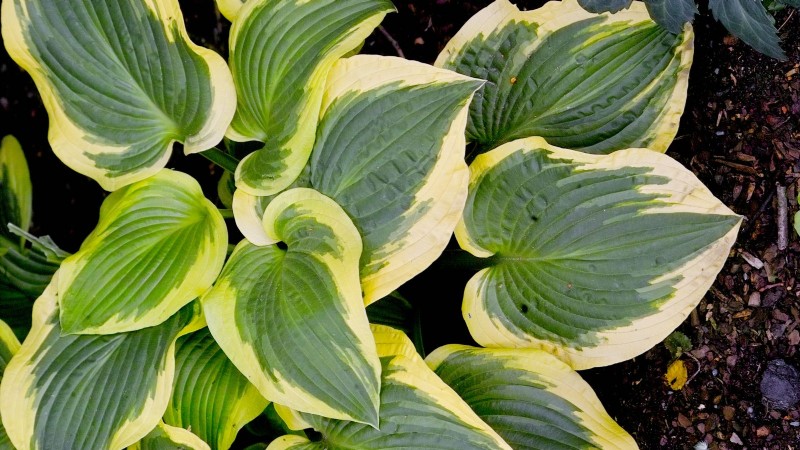 Top 7 des variétés d Hosta résistantes aux limaces pour protéger votre jardin printanier
