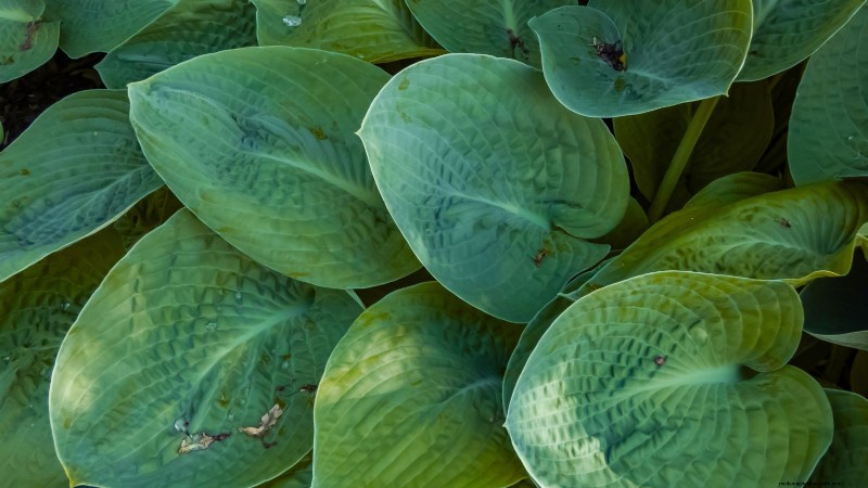 Top 7 des variétés d Hosta résistantes aux limaces pour protéger votre jardin printanier