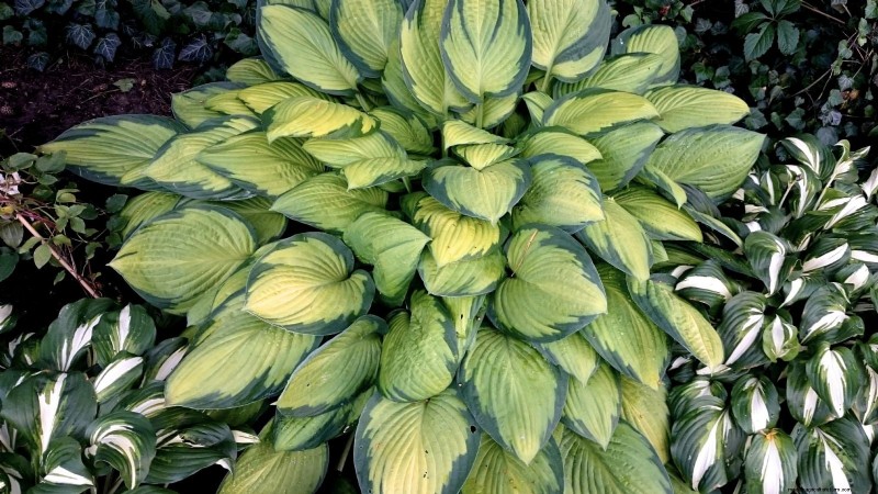 Top 7 des variétés d Hosta résistantes aux limaces pour protéger votre jardin printanier