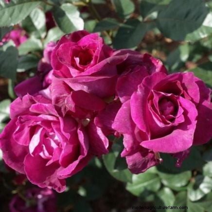 Guide d entretien des roses d avril :taille, alimentation et prévention des parasites par des experts 