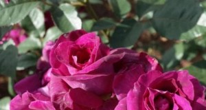 Guía para el cuidado de las rosas de abril:poda, alimentación y prevención de plagas por parte de expertos 