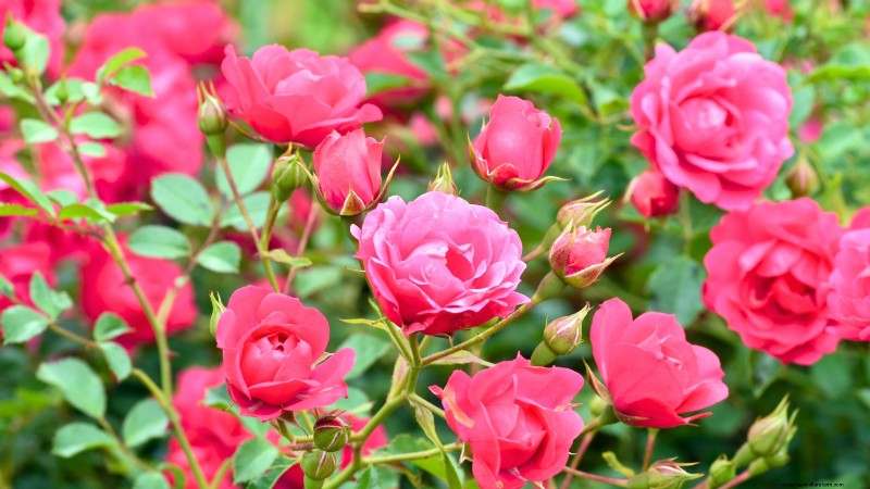 Guide d entretien des roses d avril :taille, alimentation et prévention des parasites par des experts 